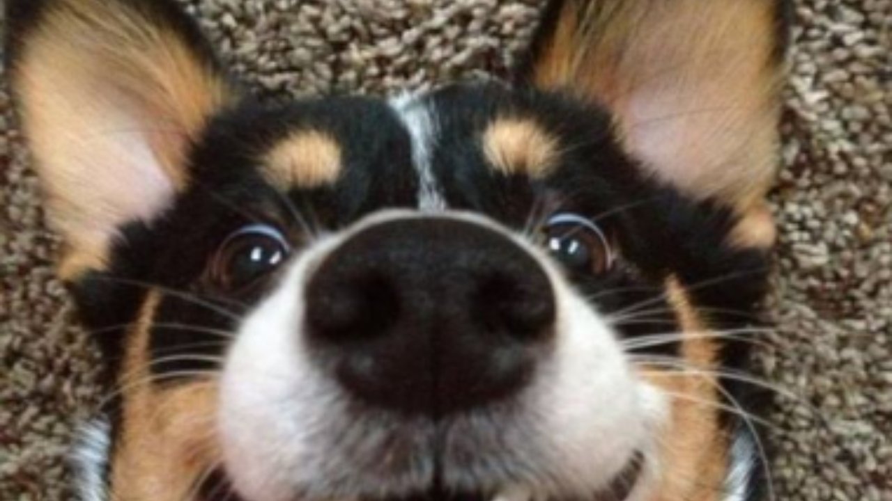 Xlon Hub Basic Script - Universal script preview